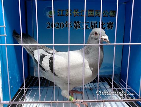甘肃三峡赛鸽公棚4月23日幼鸽入棚照（不断更新中…）－甘肃三峡国际赛鸽公棚