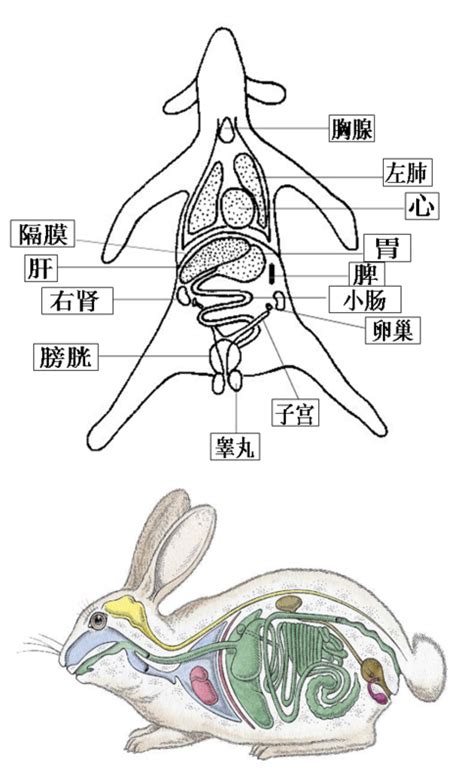 求兔子解剖图