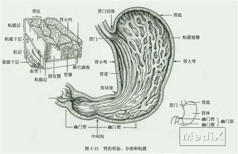 胃粘膜分层,胃粘膜分层图,胃黏膜分层分层_大山谷图库