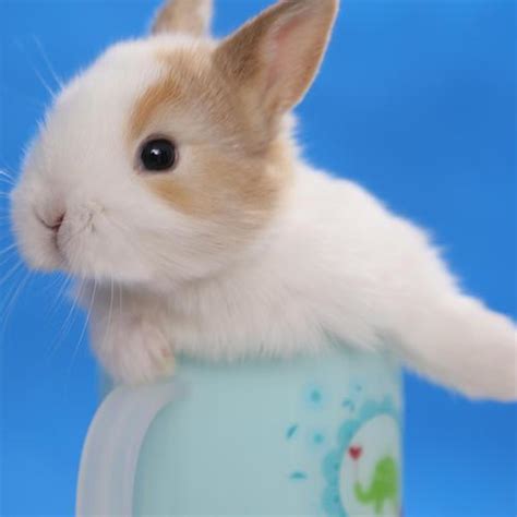 给宠物兔取名字柔柔软软细腻精致-可爱点-度假山庄资讯网
