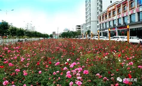 武威文明网_凉州区植绿护绿助力省级森林城市创建