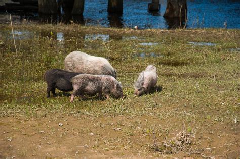 猪场里面要不要压猪，养猪人需要避开低价吗？