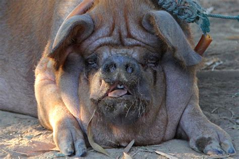 Discover the 10 Largest Pigs in the World - A-Z Animals
