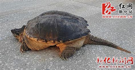 娄底现巨型“千年老龟” 村民把龟交给政府_大湘网_腾讯网