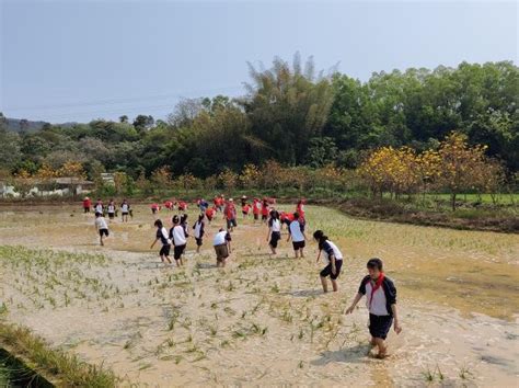 “春耕春播忙 种好希望苗”——2023年磷溪镇山水大米·劳动实践活动 - 潮州市湘桥区人民政府网站