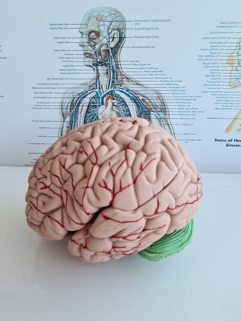 인간의 두뇌와 신경계 근접 촬영의 상세한 해부학 | 프리미엄 사진