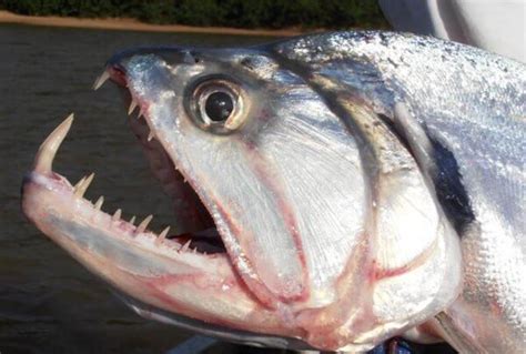世界十大最凶猛淡水鱼 有的比食人鱼还猛