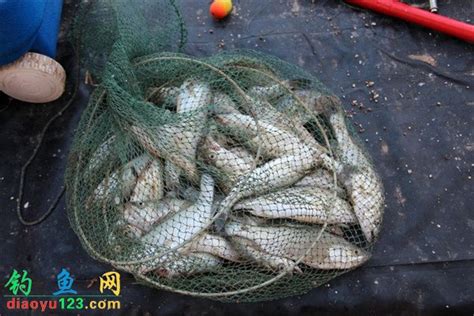 2021首届中国东营·国际湿地城市钓鱼公开赛举行|体育局|东营|中国_新浪新闻