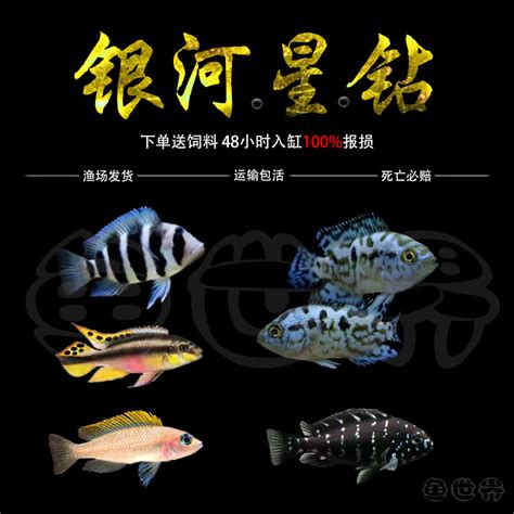 坦噶尼喀湖慈鲷的亚群体（Sub-Group）分类(5)_万宝鱼的三湖慈鲷世界