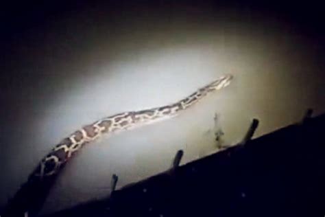 合肥男子拍下蟒蛇在河里游动画面 惊呼：有七八米长！_凤凰网视频_凤凰网