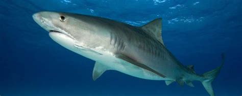 古噬人鲨:长有三角形的刀片状牙齿(体长最大20.3米)-小狼观天下
