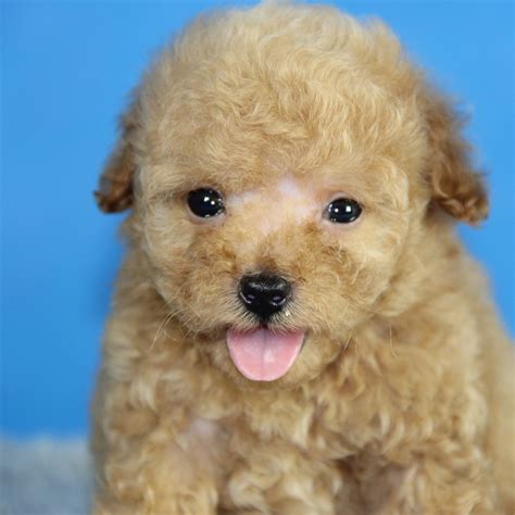 纯种泰迪犬幼犬狗狗出售 宠物泰迪犬可支付宝交易 泰迪/贵宾 /编号10066000 - 宝贝它