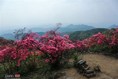 【行摄大别山。黄狮寨杜鹃摄影图片】大别山罗田胜利镇黄狮寨风光摄影_太平洋电脑网摄影部落