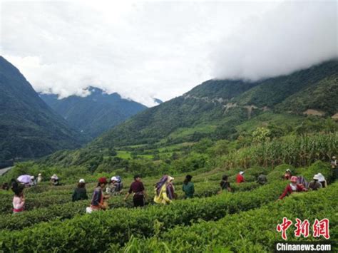西藏：墨脱茶叶香 致富“金叶子”_时图_图片频道_云南网