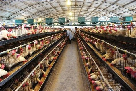 江西十万只自动化养鸡上料系统 河南凤银牧业养殖设备供应