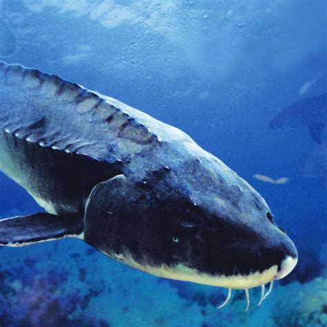 60岁的达氏鳇鱼现身黑龙江体长2.9米 观察后将放归自然_手机新浪网