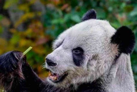 旅美大熊猫现状曝光，瘦骨嶙峋宛如“干尸”，官方回应：正常现象