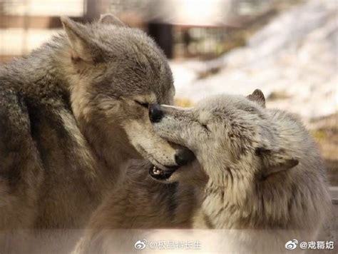 狼之间表示爱意的方式：咬你头