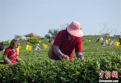 广西钦州灵山早春茶开采