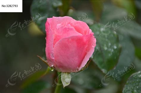 一朵漂亮的粉色月季花骨朵高清图片下载_红动中国