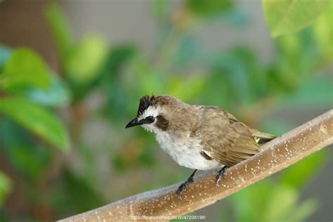 【窗外的小鸟摄影图片】生态摄影_太平洋电脑网摄影部落