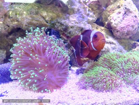 红海葵内的小丑鱼家族高清图片下载-正版图片504866112-摄图网