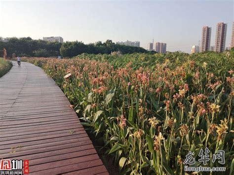 龙华发现：大型“净水池”观澜河人工湿地公园_深圳新闻网