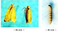二化螟图片
