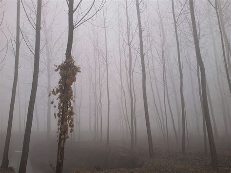 秋天的森林被雾气包围被初升的太阳照亮高清图片下载-正版图片502569096-摄图网