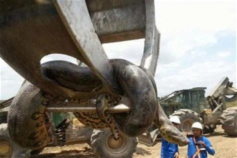 贵州挖出4吨大蛇，一口将小孩给吞进去(科学揭秘)