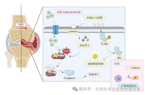 主要食品 的图像结果