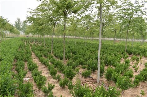 春季苗木施肥管理的注意事项-种植技术-中国花木网