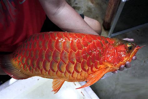 世界十大最贵的海鱼 黄唇鱼上榜,第一是濒危物种(3)_排行榜123网
