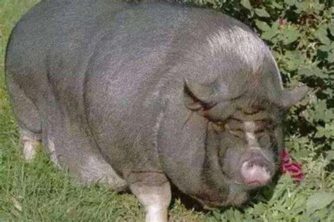 世界上最重的猪有多少斤，是什么品种的猪？-农百科