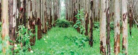 林地主要树种施肥方法 怎么样给林地树种施肥方法_知秀网