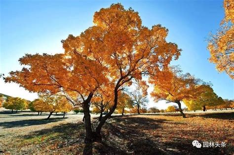 中国最珍贵的三棵树，你知道在哪里吗？_巴拉排行榜