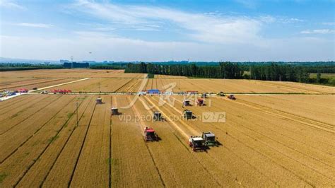 山西襄汾：小麦丰收-人民图片网