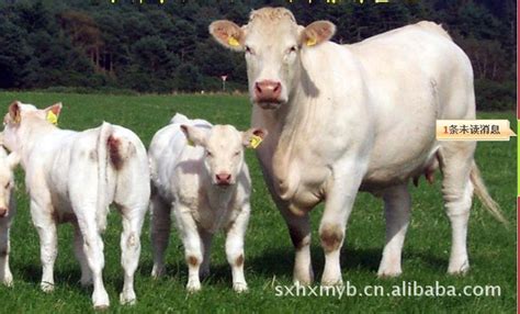 养牛品种研究之高效益肉牛：湘中黑牛（安格斯牛）品种详细分析 - 知乎