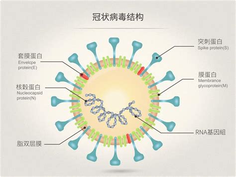 科学网—新型冠状病毒的那些事儿 - 陈辉的博文