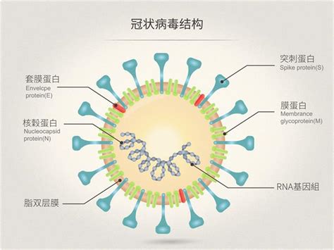 新型冠状病毒图片