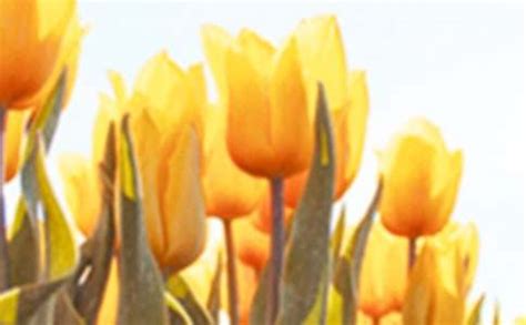 郁金香的花语及传说，代表着爱的表白、永恒的祝福-花卉大全_农百科-农百科