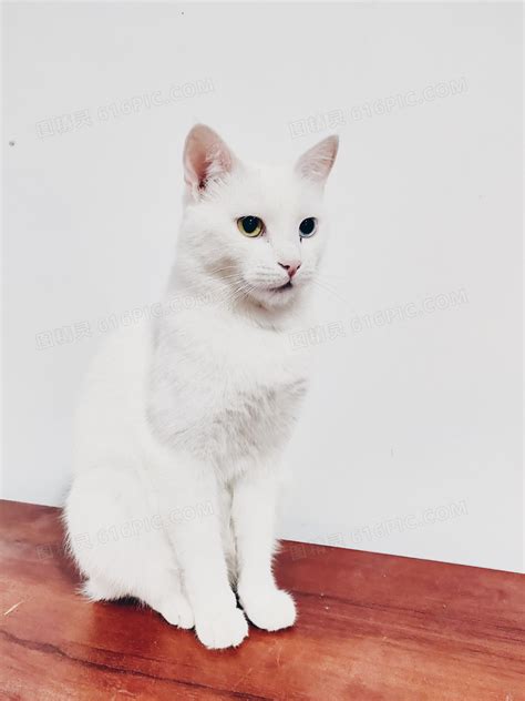可爱白色猫咪jpg图片免费下载_编号1y2h5g0nz_图精灵