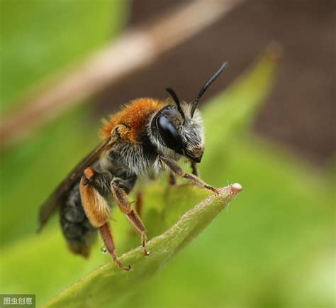 小蜜蜂，详细介绍 - 农敢网