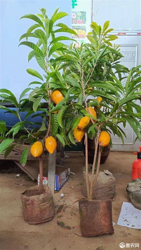 蛋黄果‘耀堂仙桃’ - 乔木 - 广州市林业园林科技推广服务平台