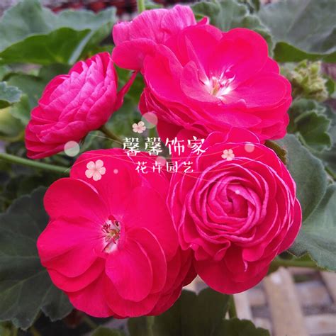 中国花卉园艺杂志logo设计_蕊RQ-站酷ZCOOL