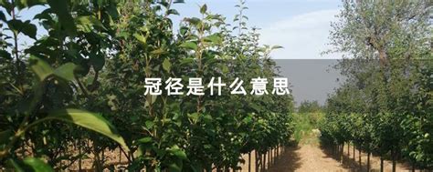 冠径是什么意思-种植技术-中国花木网