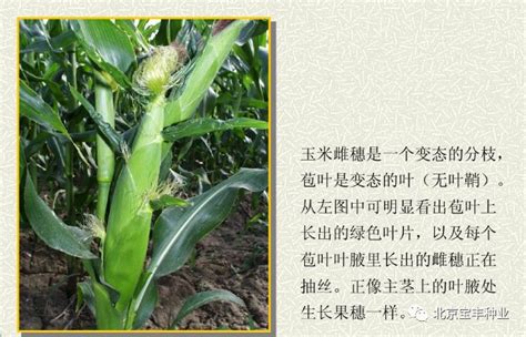 知识库 | 玉米产业链专题研究|玉米_新浪新闻