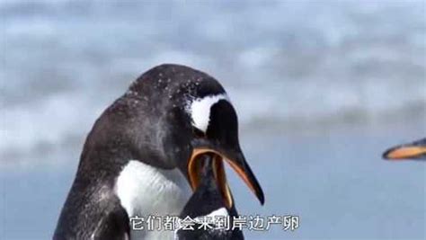冰冻星球：企鹅低头张开嘴巴，将食物反刍出来喂给小企鹅_腾讯视频