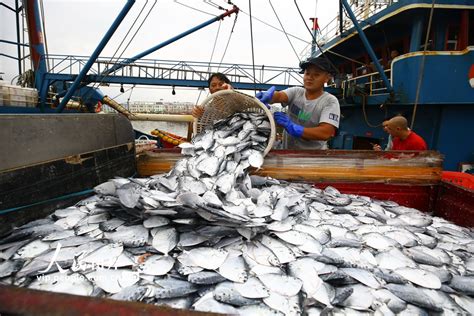 海南渔业迎来捕鱼季 大批海鲜转销各地【5】--图片频道--人民网