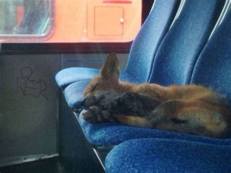 加拿大狐狸溜进公交车蜷缩在座位上酣睡(图)|酣睡|狐狸_新浪新闻